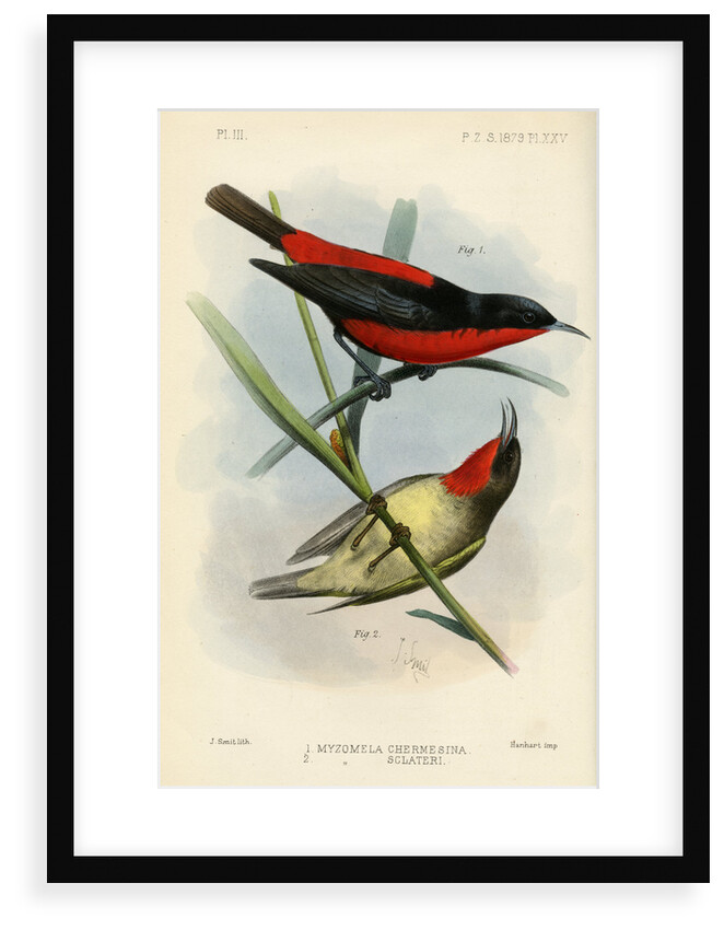 Honeyeaters by Joseph Smit