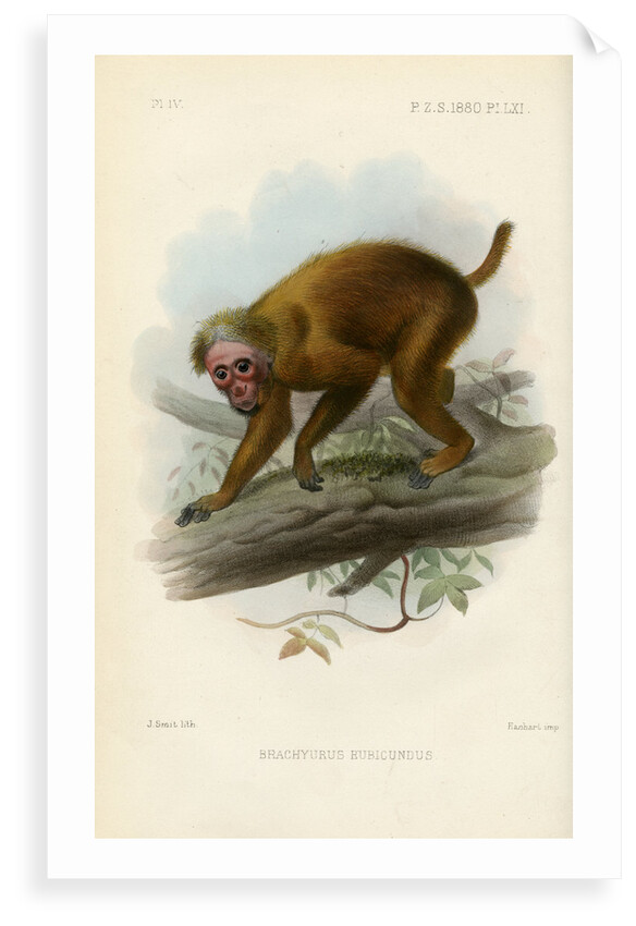Bald uakari by Joseph Smit