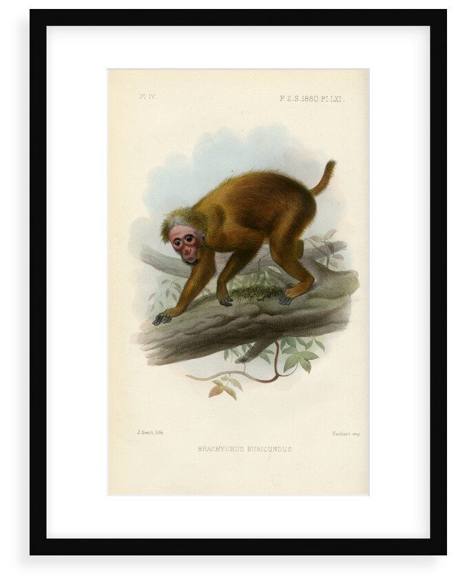 Bald uakari by Joseph Smit