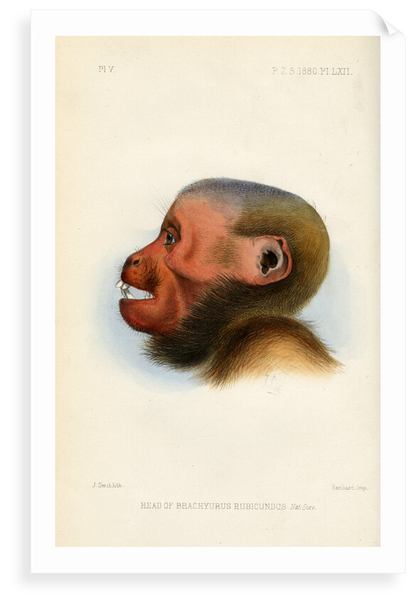 Head of the Bald uakari by Joseph Smit