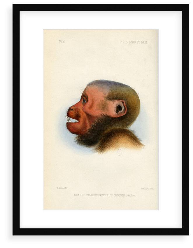Head of the Bald uakari by Joseph Smit