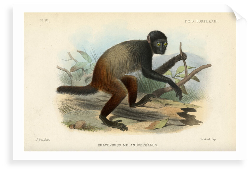Golden-backed uakari by Joseph Smit