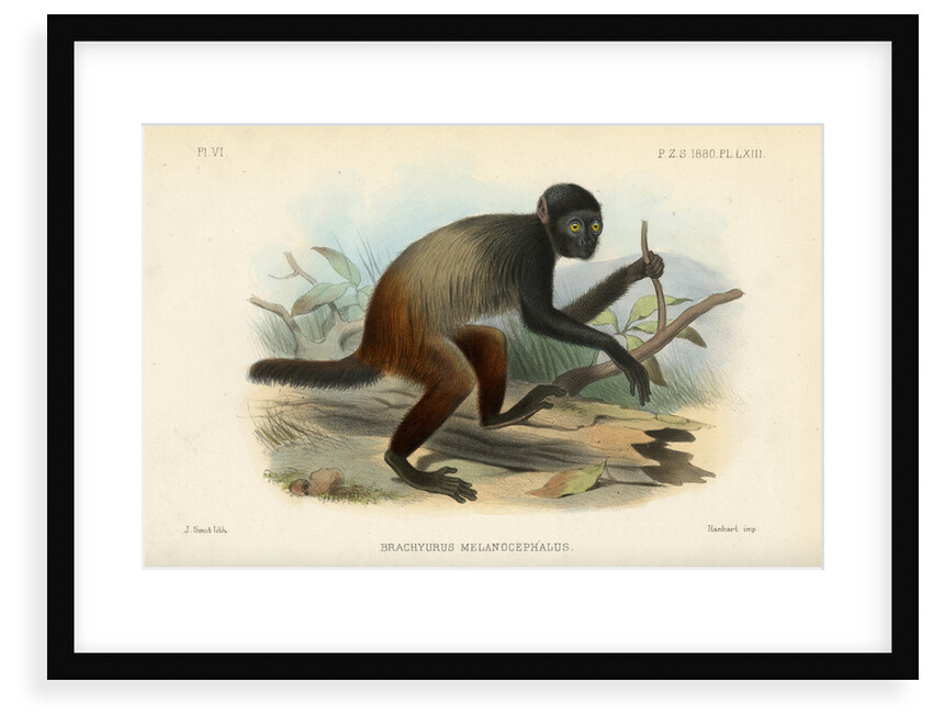 Golden-backed uakari by Joseph Smit