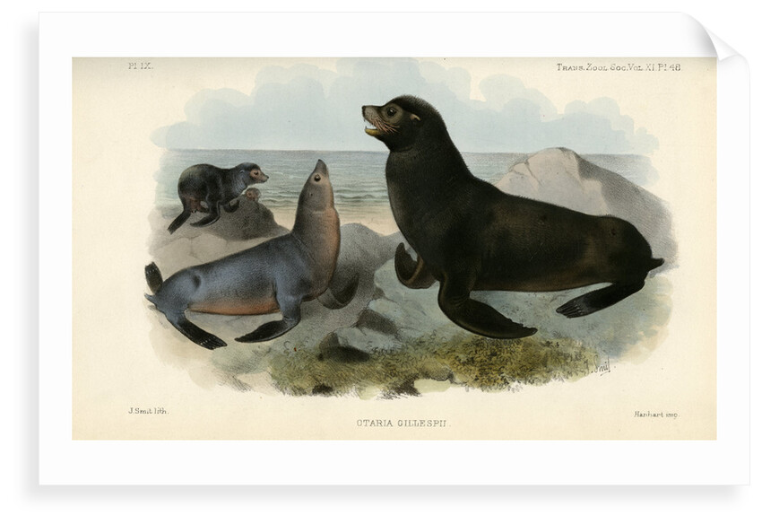 California sea lion by Joseph Smit