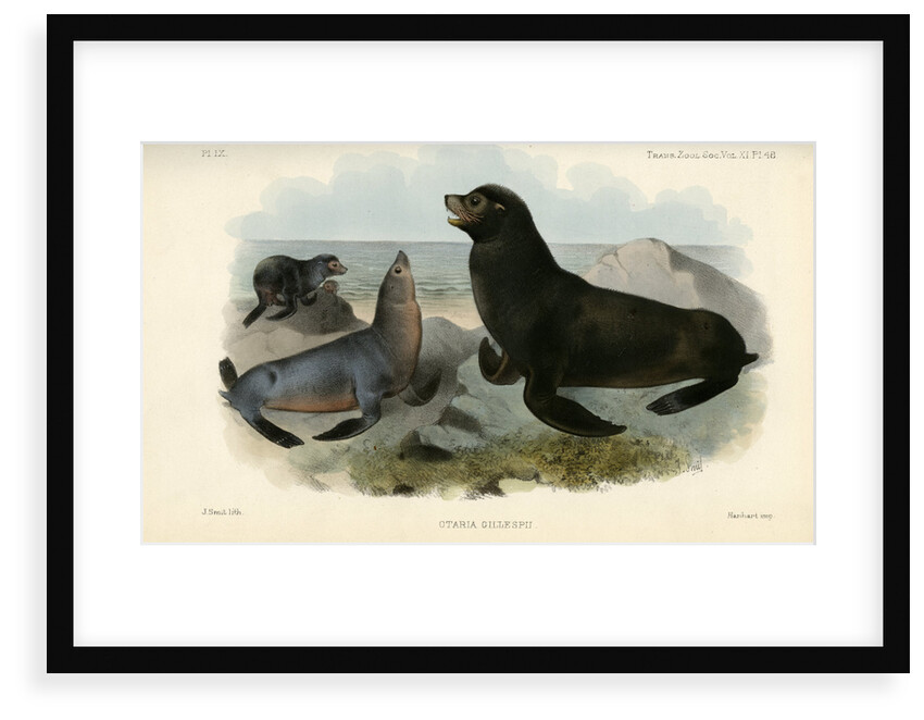 California sea lion by Joseph Smit