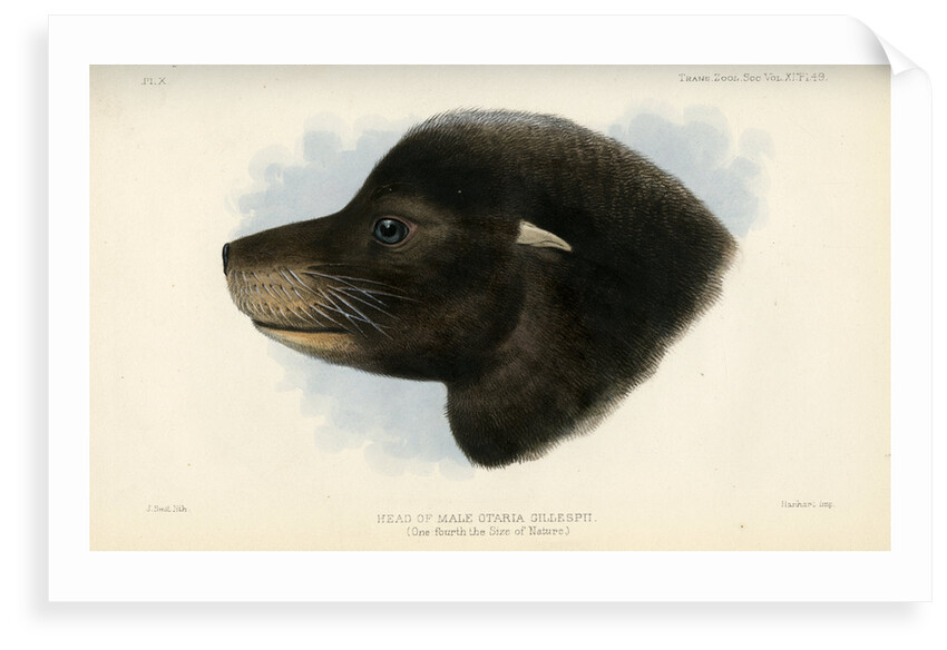 Head of the California sea lion by Joseph Smit