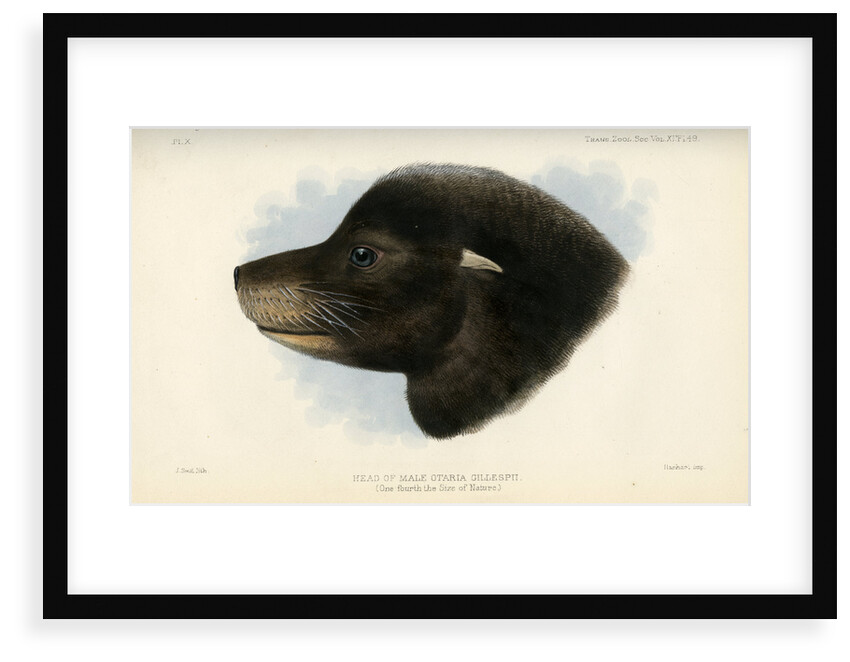 Head of the California sea lion by Joseph Smit