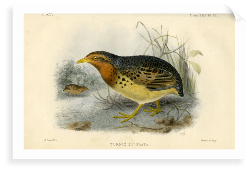 Red-backed button quail by Joseph Smit