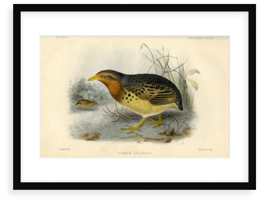 Red-backed button quail by Joseph Smit