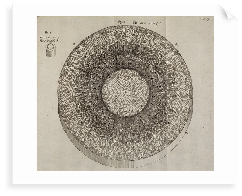 'Horseradish root' by After Nehemiah Grew