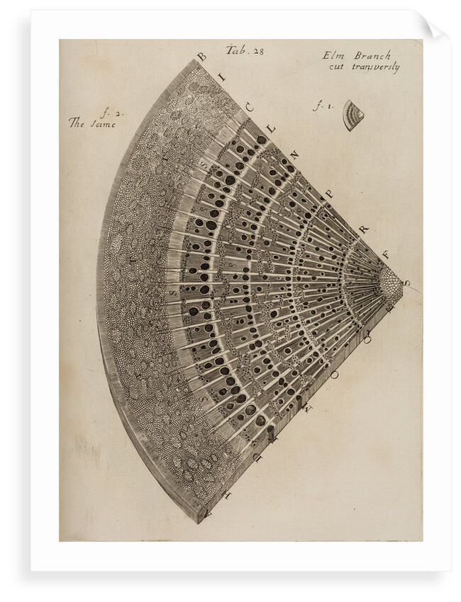 'Elm branch' by After Nehemiah Grew