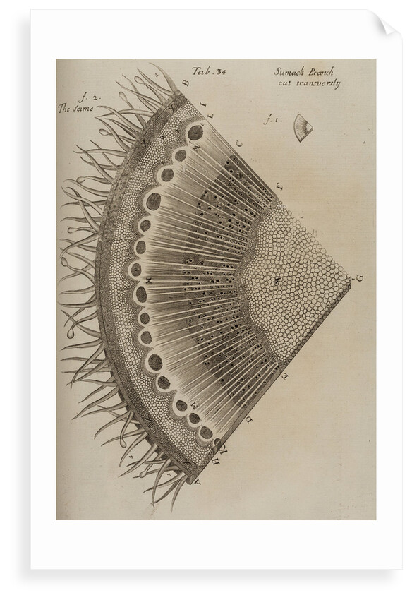 'Sumach branch' by After Nehemiah Grew