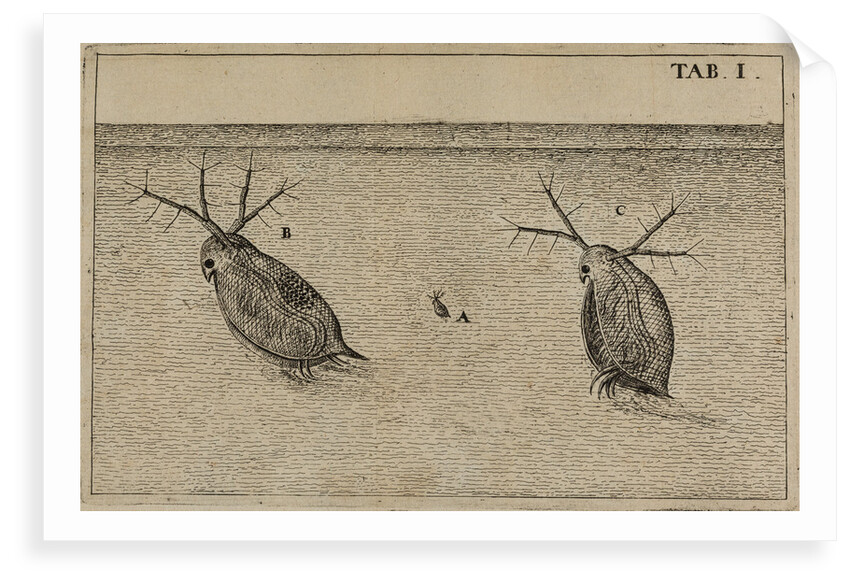 Water fleas by Jan Swammerdam