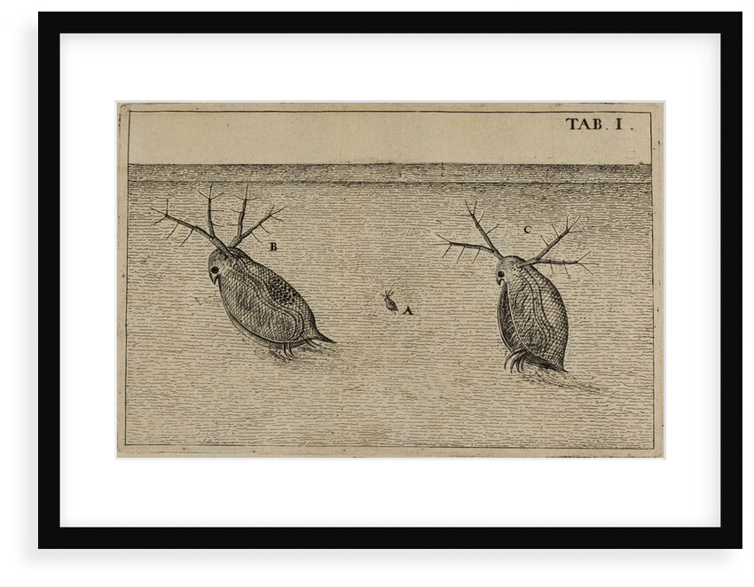 Water fleas by Jan Swammerdam