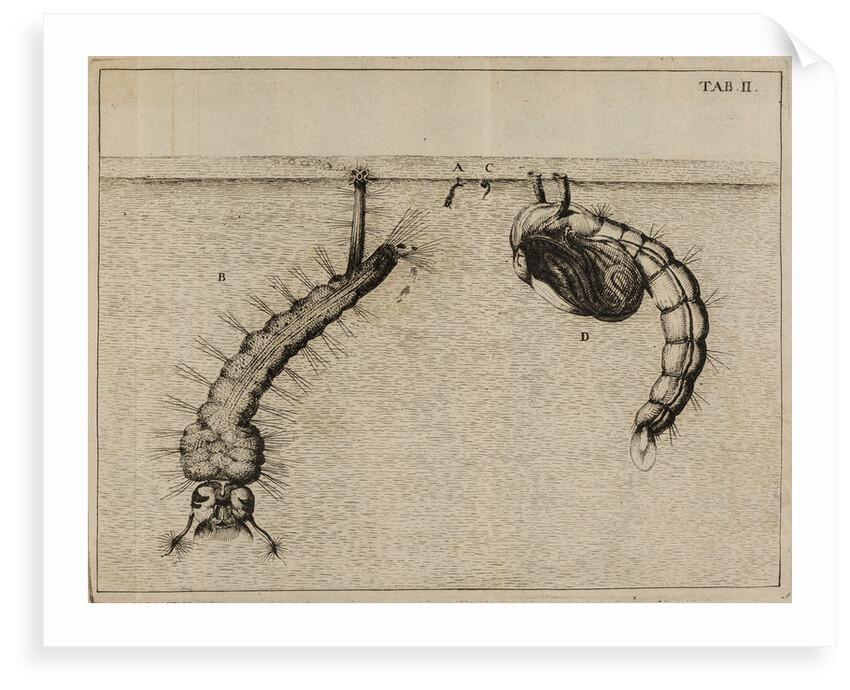 Mosquito larvae and pupa by Jan Swammerdam