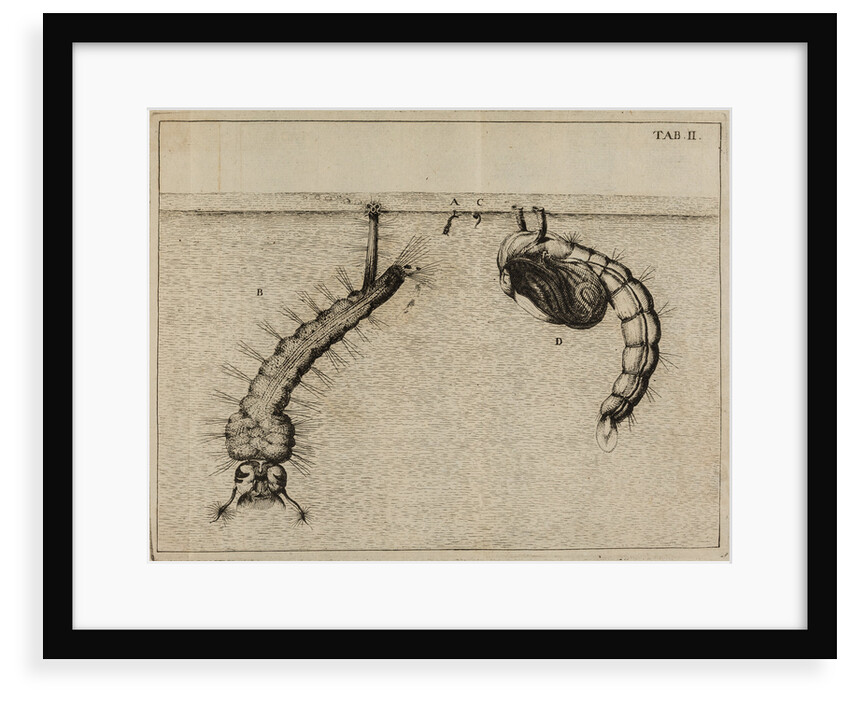 Mosquito larvae and pupa by Jan Swammerdam
