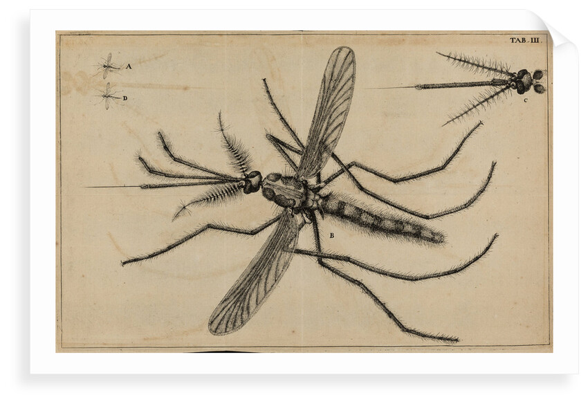 Mosquito by Jan Swammerdam