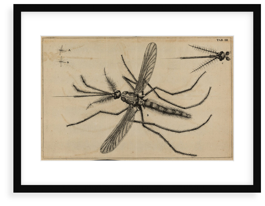 Mosquito by Jan Swammerdam