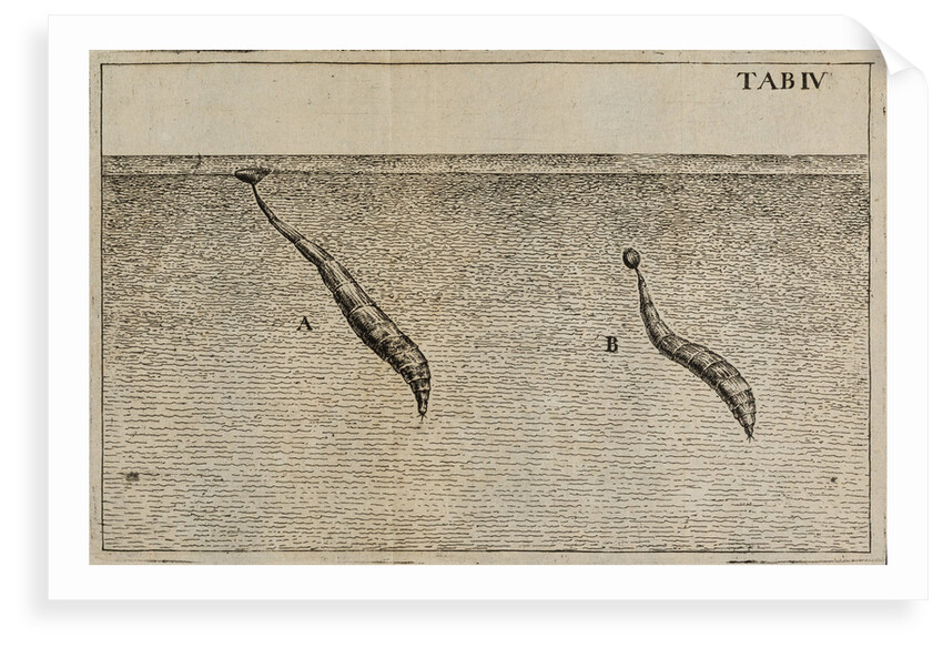 'Water worms' by Jan Swammerdam