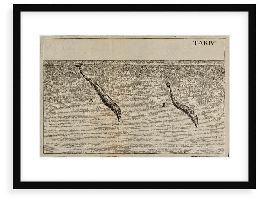 'Water worms' by Jan Swammerdam