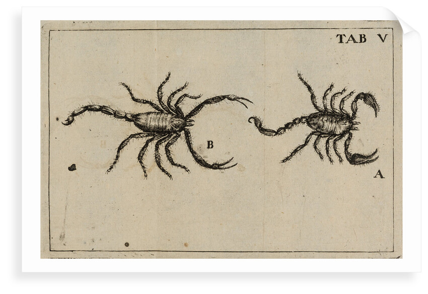 Scorpions by Jan Swammerdam