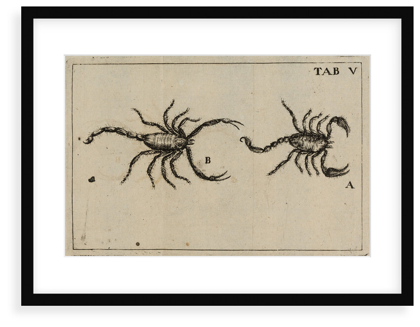 Scorpions by Jan Swammerdam