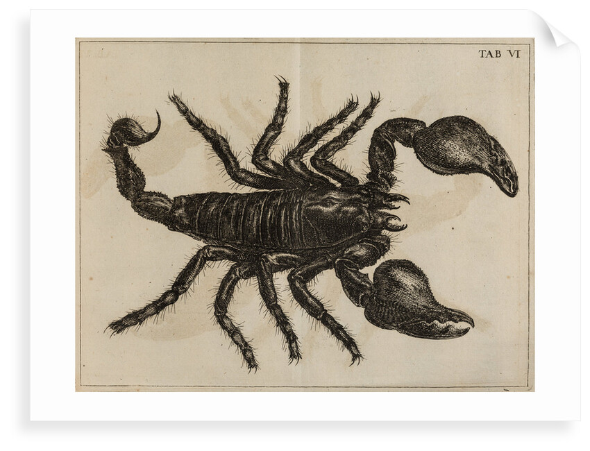 Scorpion by Jan Swammerdam