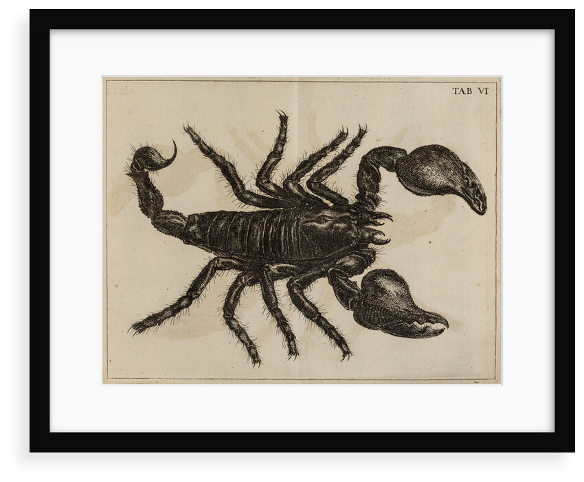 Scorpion by Jan Swammerdam