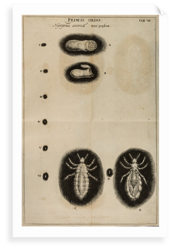 Life cycle of a louse by Jan Swammerdam