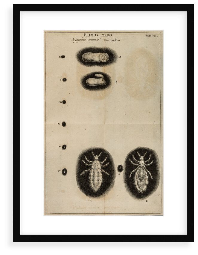 Life cycle of a louse by Jan Swammerdam