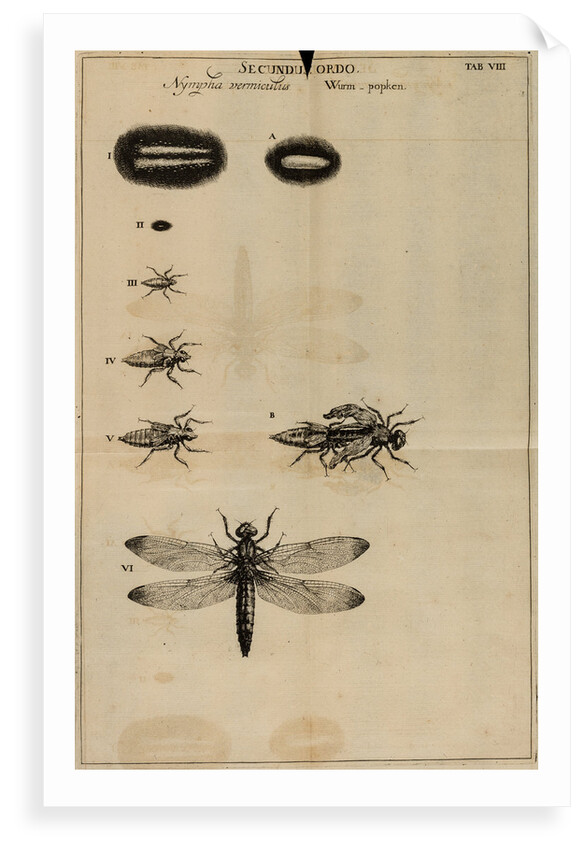 Life cycle of a dragonfly by Jan Swammerdam