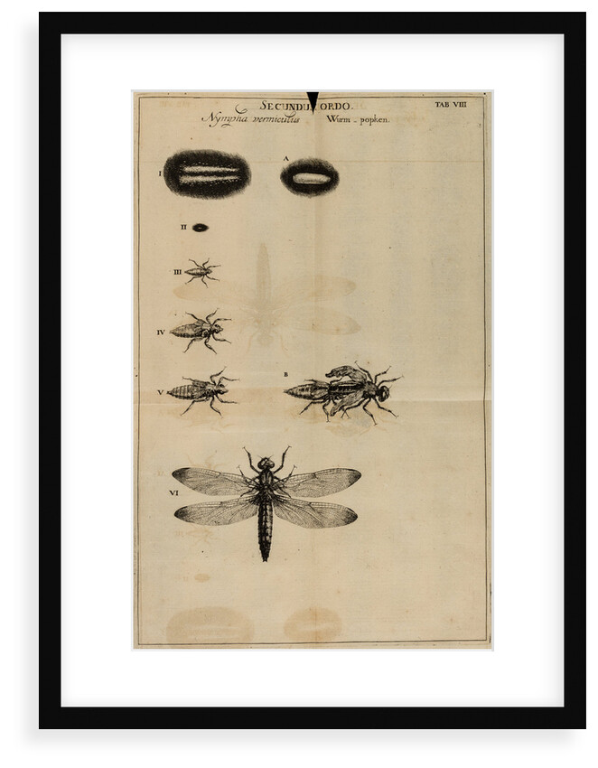 Life cycle of a dragonfly by Jan Swammerdam
