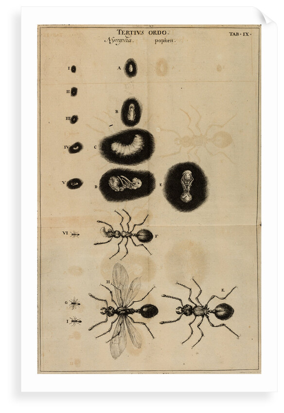 Life cycle of an ant by Jan Swammerdam