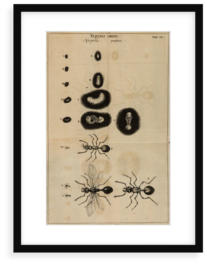 Life cycle of an ant by Jan Swammerdam