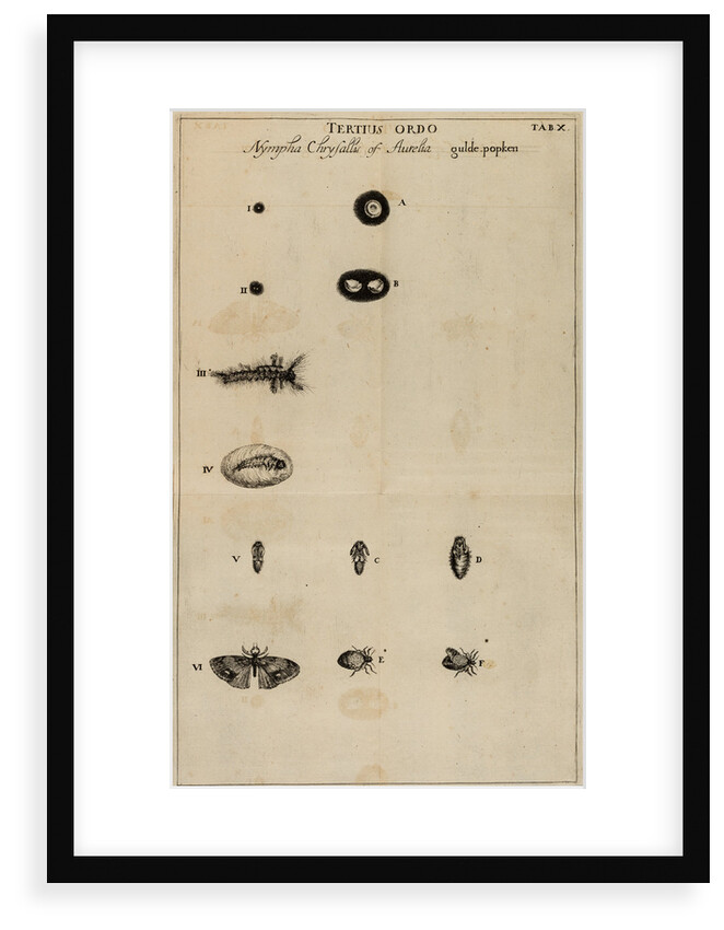 Life cycle of a butterfly by Jan Swammerdam
