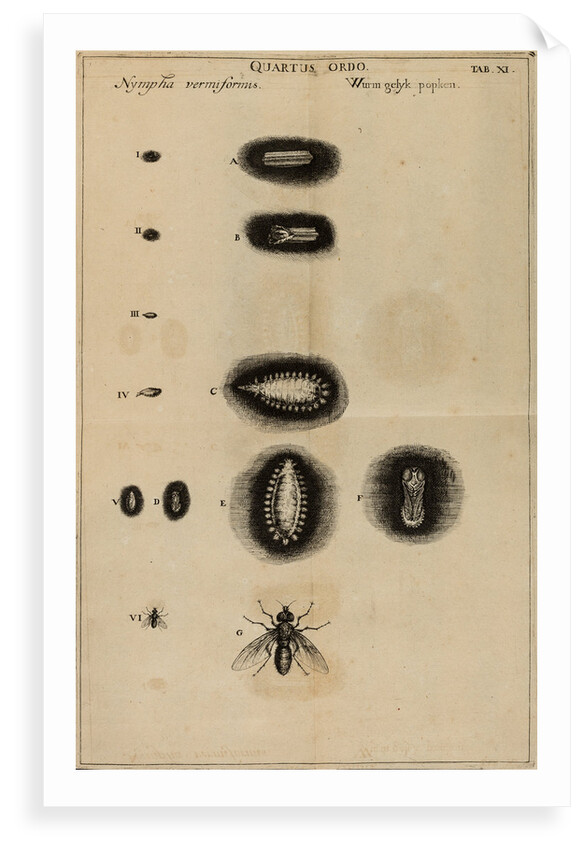 Life cycle of a fly by Jan Swammerdam