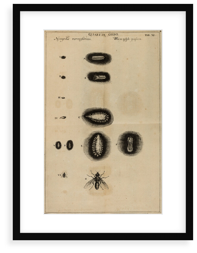 Life cycle of a fly by Jan Swammerdam
