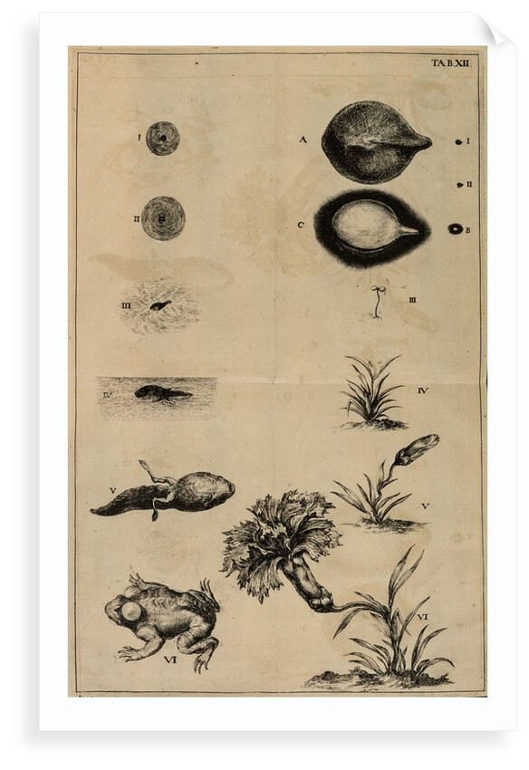 Life cycle of a frog and a plant by Jan Swammerdam
