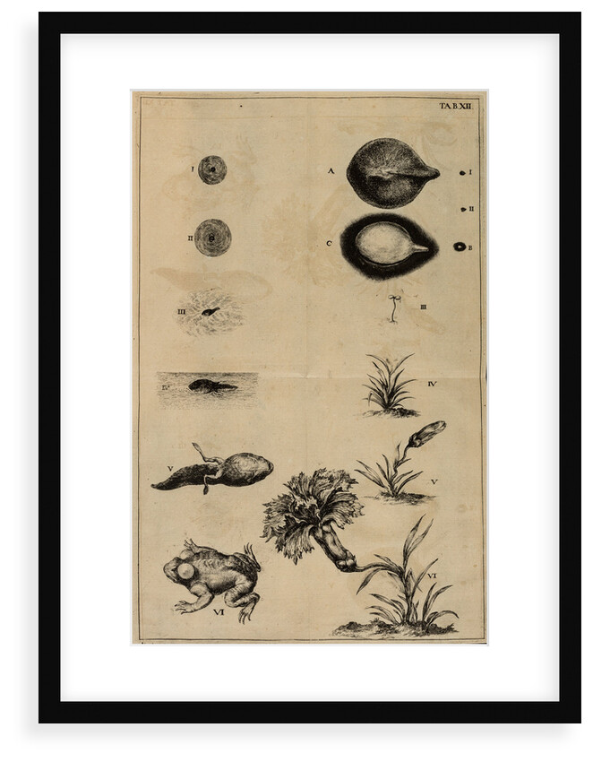 Life cycle of a frog and a plant by Jan Swammerdam