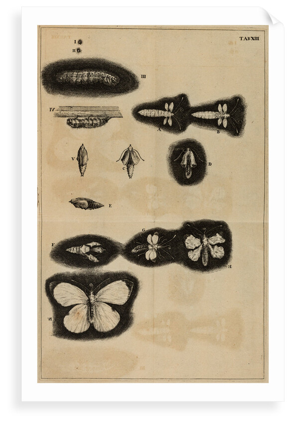 Life cycle of a moth by Jan Swammerdam