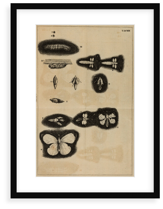 Life cycle of a moth by Jan Swammerdam