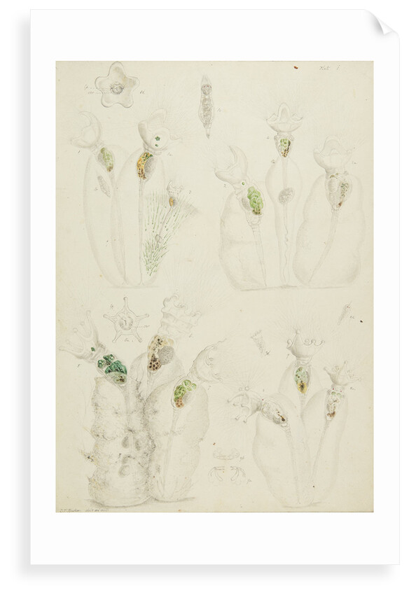 Collotheca rotifers by Charles Thomas Hudson