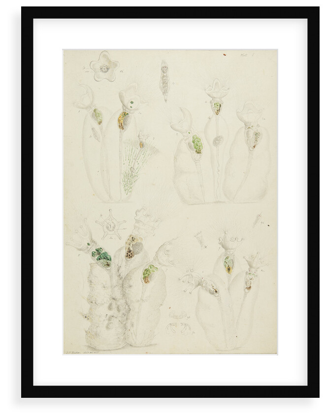 Collotheca rotifers by Charles Thomas Hudson
