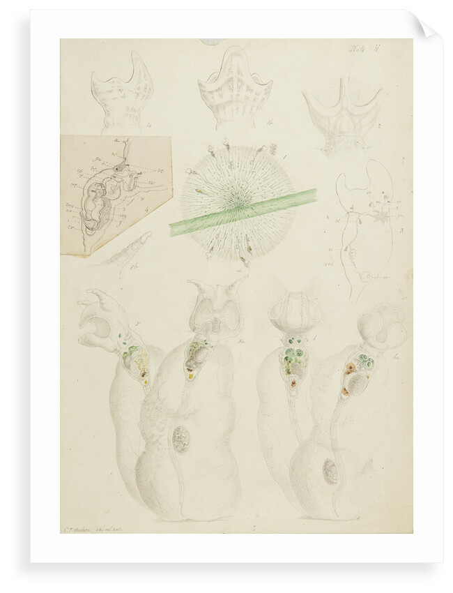 Collotheca rotifers by Charles Thomas Hudson