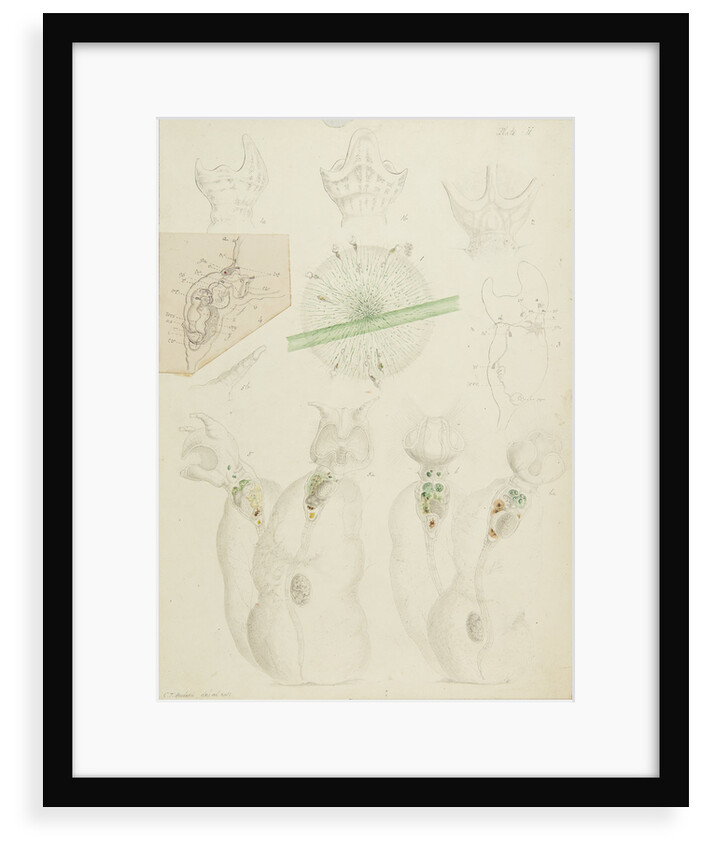 Collotheca rotifers by Charles Thomas Hudson