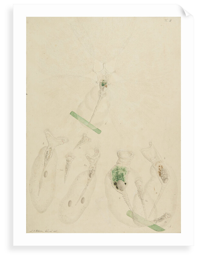 Collotheca rotifers by Charles Thomas Hudson