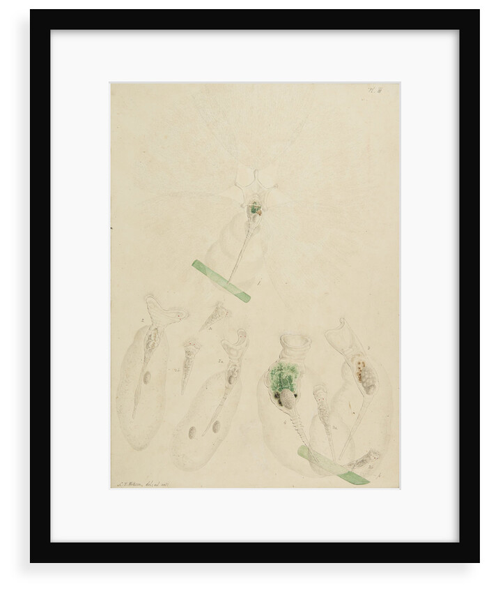 Collotheca rotifers by Charles Thomas Hudson