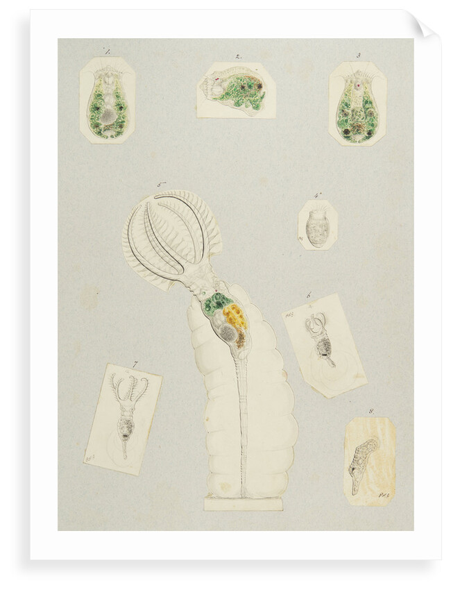 Rotifera by Charles Thomas Hudson