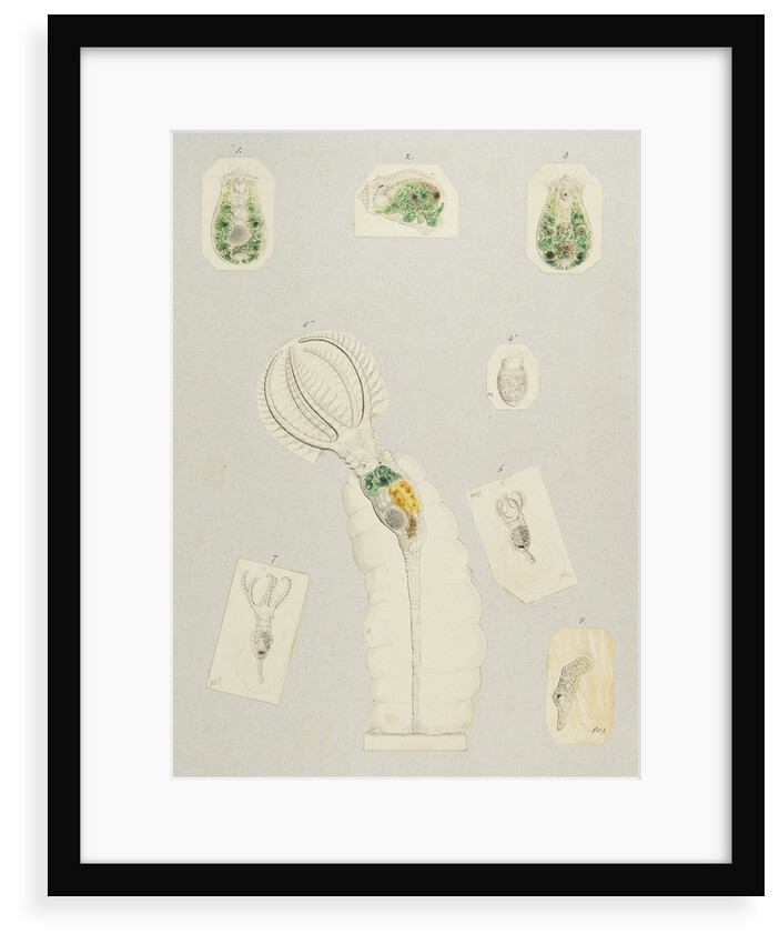 Rotifera by Charles Thomas Hudson