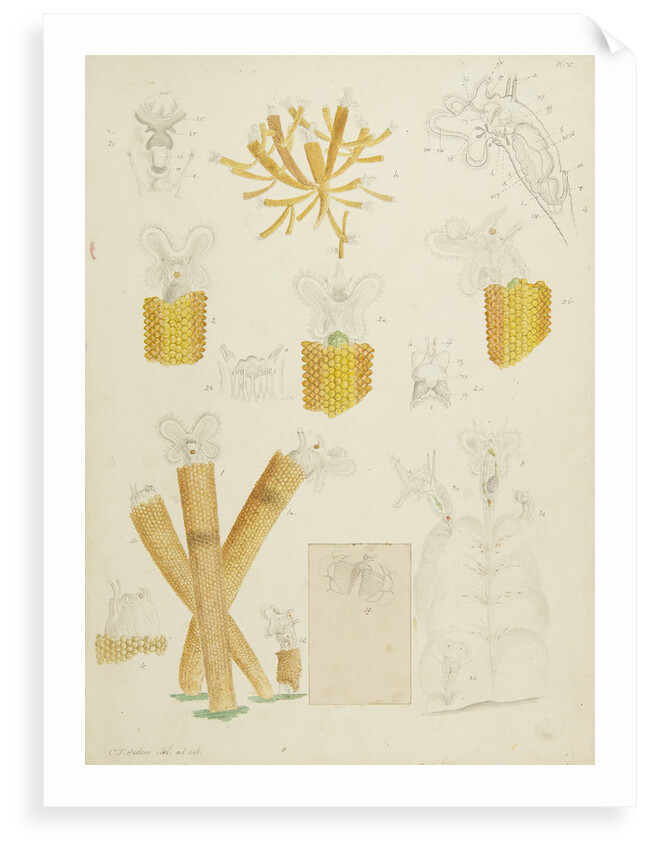 Floscularia rotifers by Charles Thomas Hudson